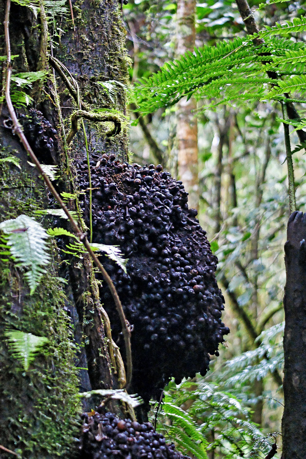 Nicht bestimmbare Früchte